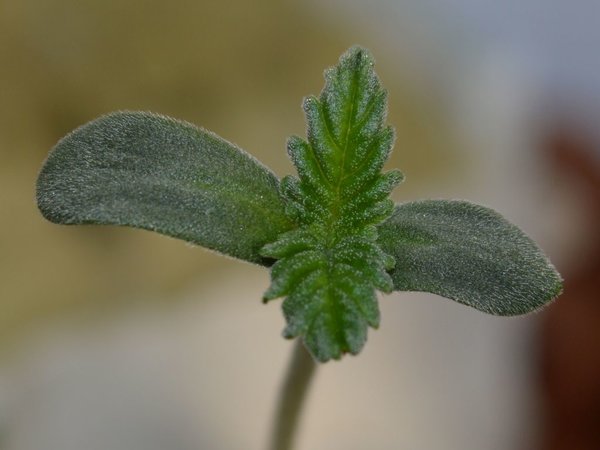 frozenseedling