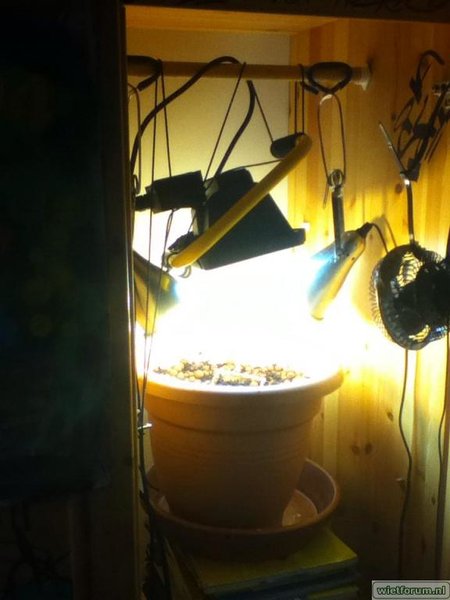 zaailing in grote pot met lichten.jpg