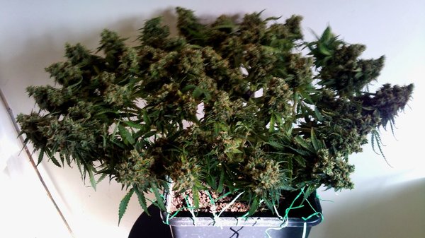 1 Nothern light auto. 250W HPS. LST. 90 dagen.