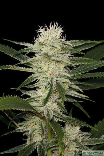 original-amnesia_2508_1_.jpg