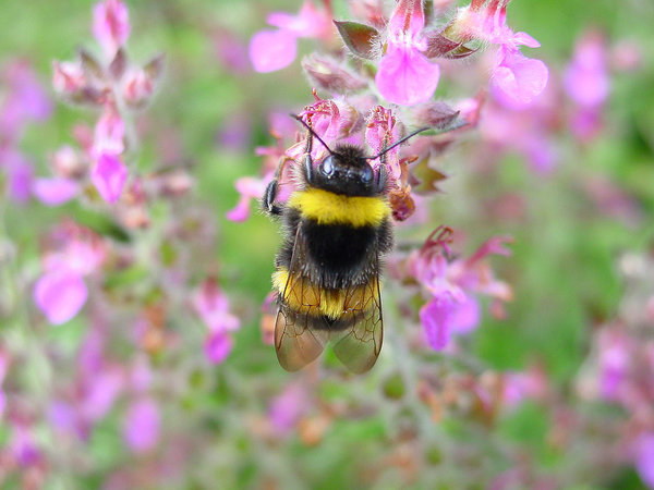 Hommel Macro1