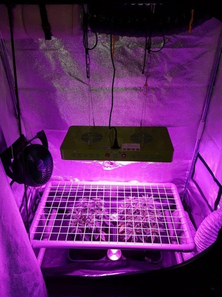 SCROG setup