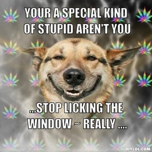 resized stoner Dog meme generator your A special kind Of stupid aren T You stop licking The window really efa285