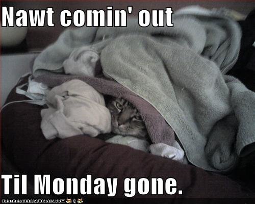 funny pictures Cat Is Not coming Out until monday Is gone1