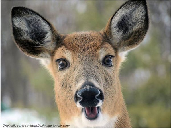 shocked deer1