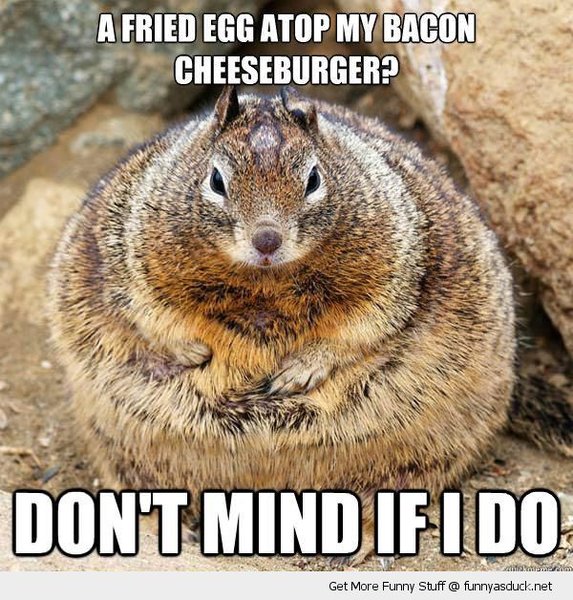 funny Fat squirrel gopher groundhog Egg atop burger dont mind If Do pics