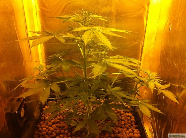 Big Bang autoflower Dag 37