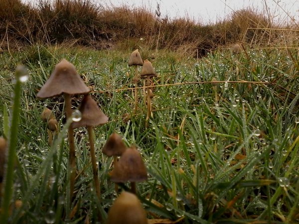 Psilocybe Semilanceata