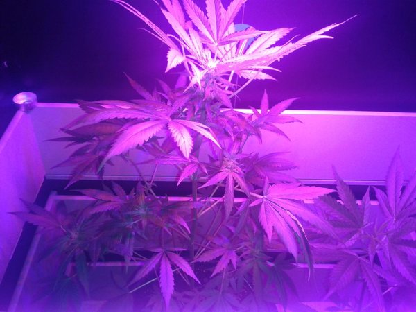 150 watt LED