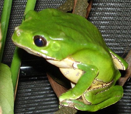 phyllomedusa bicolor male2