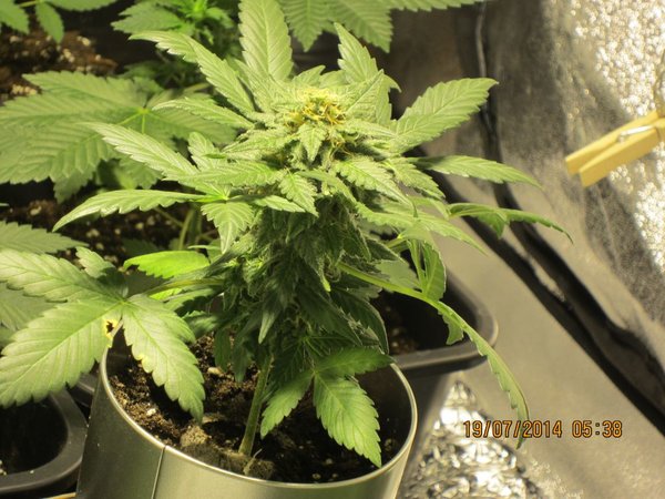 de igrowcan ww auto flower