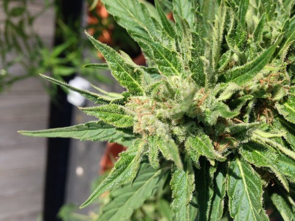 eerste kweek buiten auto amnesia gold