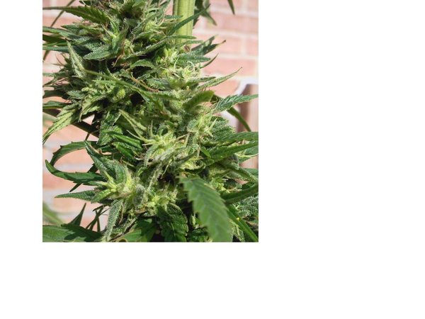 Foto\Puur sativa, vroegbloeier, buitenwiet f2 gen