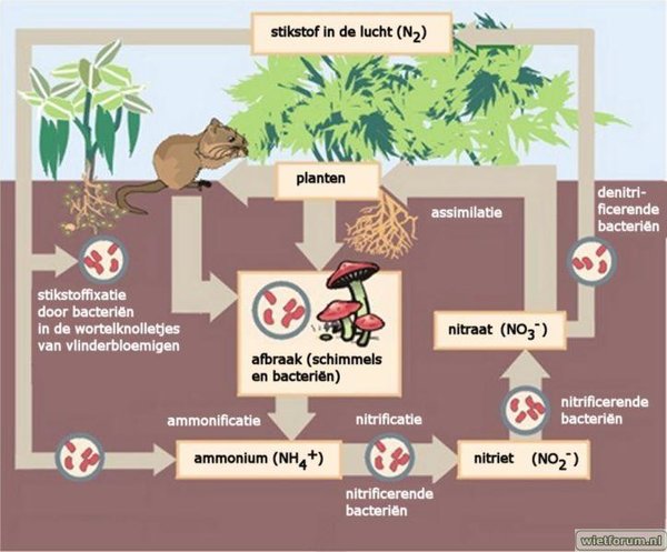 724px-Nitrogen_Cycle_Dutch_text.jpg