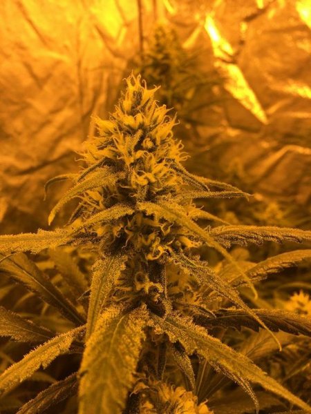 week5 D7 amnesia04