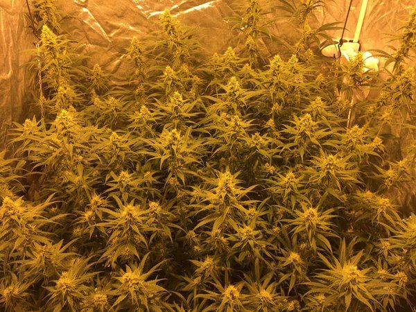 week5 D7 amnesia03