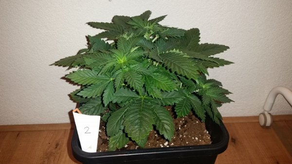 plant2 1