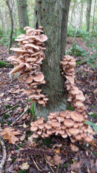 paddestoelen