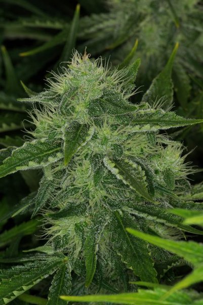 Bud KatzuJack Dag 50