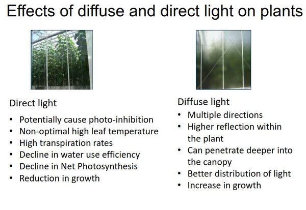 effects Of diffuse And direct lights On plants