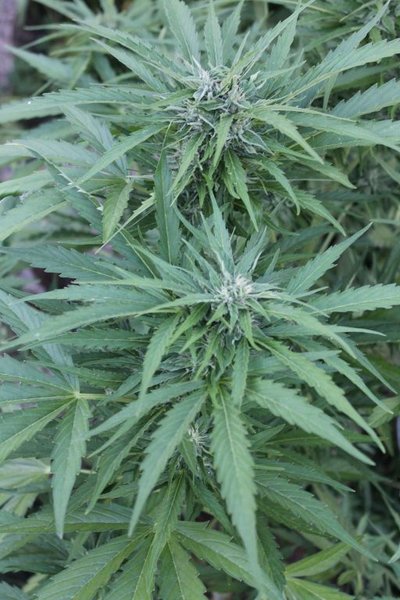 White Russian_1