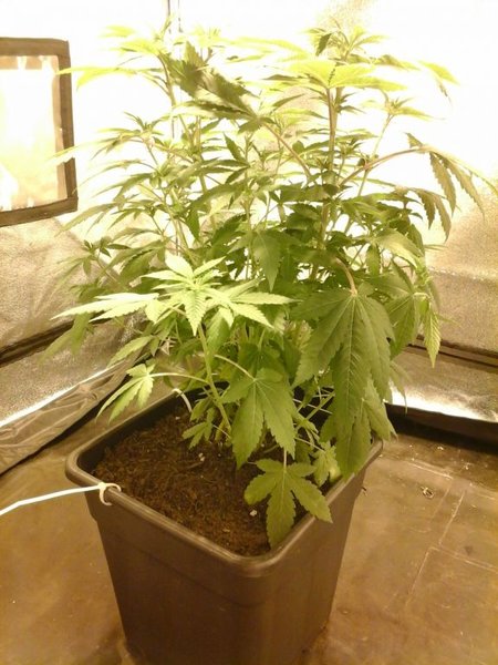 kush clone W 1