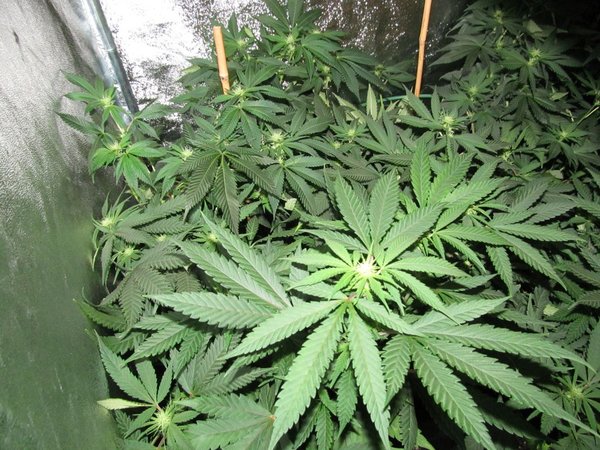 Dag 123 Girl Scout cookie