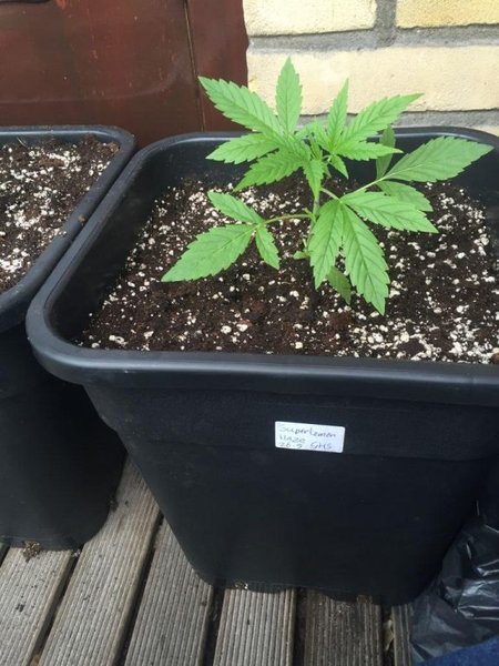 Super lemon haze AF, green house Seeds, nr 1, week 4