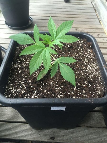 Super lemon haze AF, green house Seeds, nr2, week 3