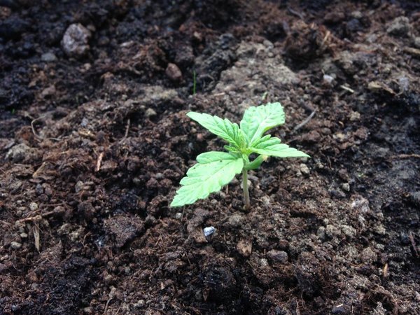 White Widow AF Outdoor