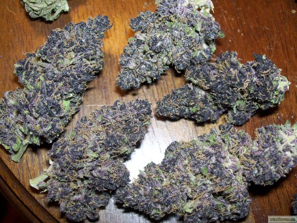 Blueberry