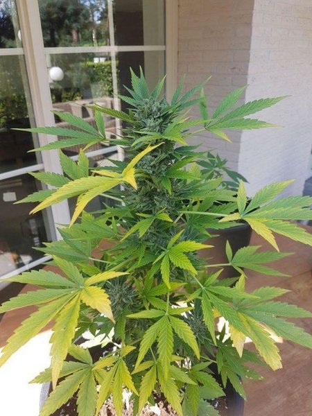 Amnesia haze automatic en toprot