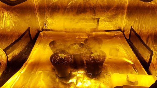 De 5x Critical Kush bij elkaar in de overgepotte 4 liter pot