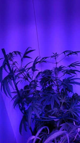 noodkamer Led 600W, vervolg5, DWC&Aarde , Arjan haze bloei.