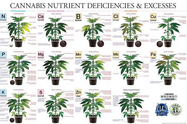 marijuana deficiency chart jorge cervantes