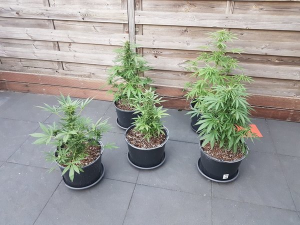 Planten thuis Auto's