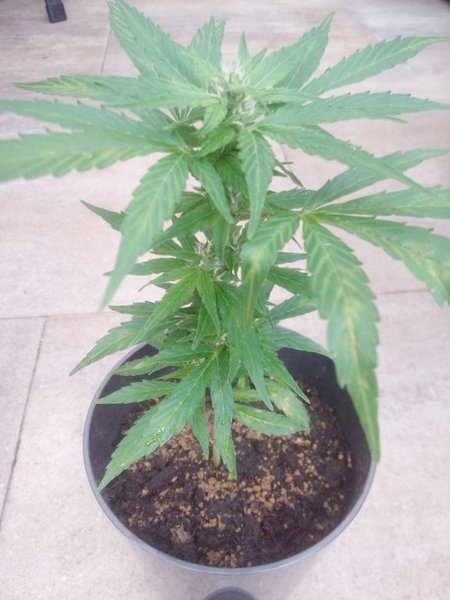 plant 2