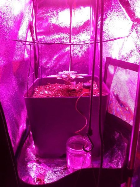 Scrog test 3