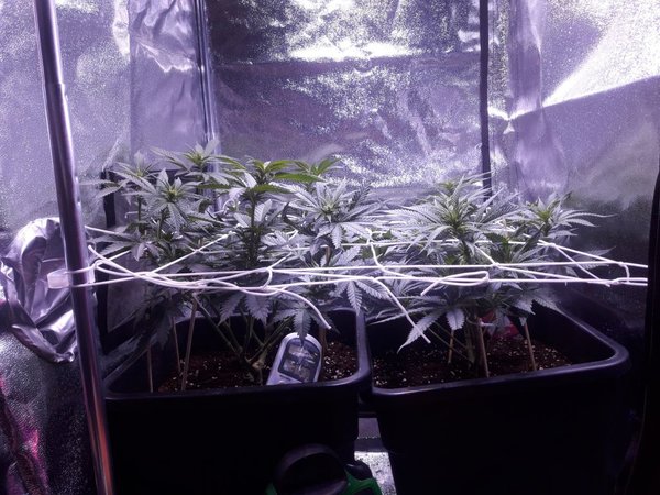 Scrog dag 12b