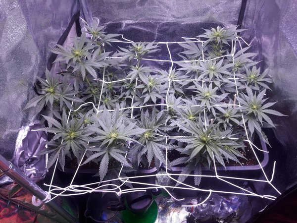 Scrog dag 12a