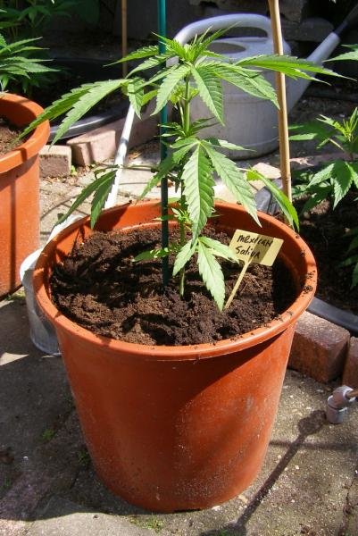mexican sativa overgepot