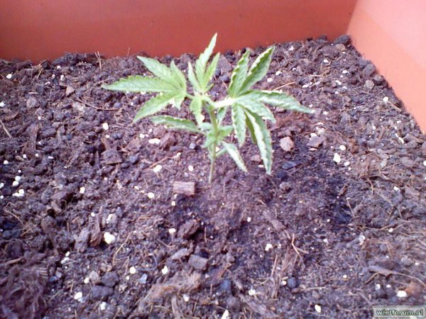 sativa power! :P