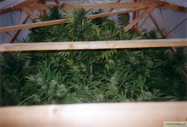 weedies0003 (Medium).JPG