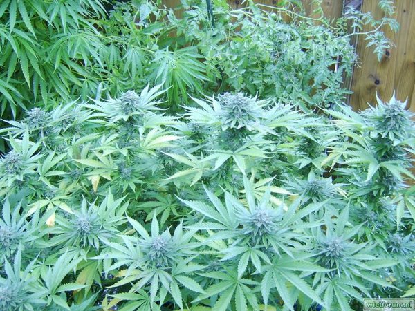 weed grow - 228.jpg