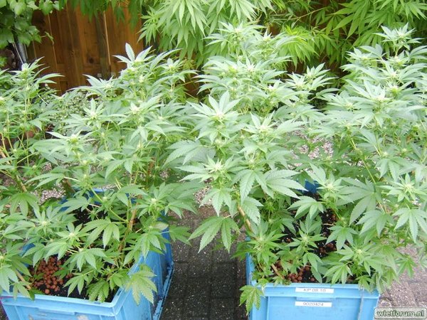 weed grow - 232.jpg