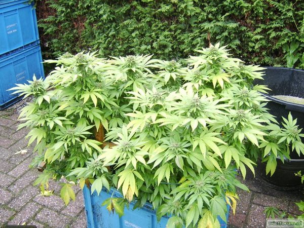 weed grow - 230.jpg
