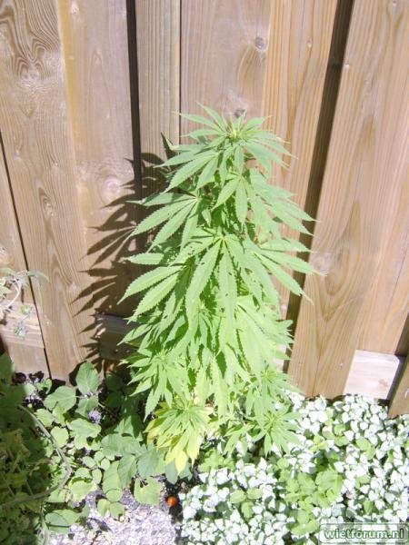 weed grow - 300.jpg