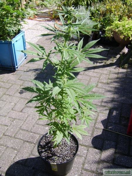 weed grow - 291.jpg