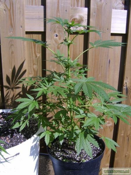 weed grow - 294.jpg