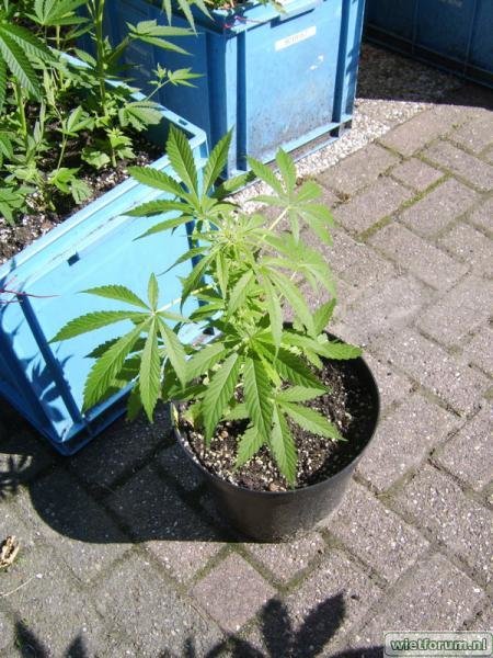 weed grow - 292.jpg